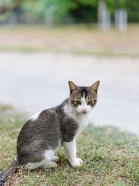 Portrait of cat sitting on field