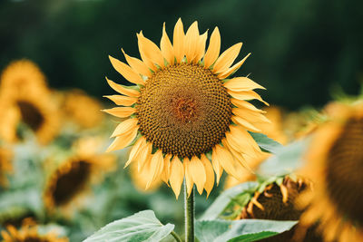 Head of a singlesunflower in the sunflower field