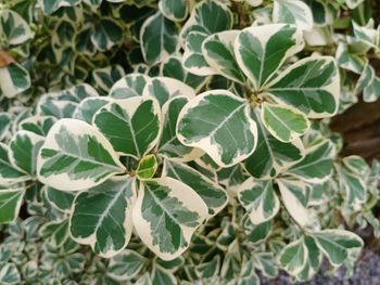 High angle view of leaves