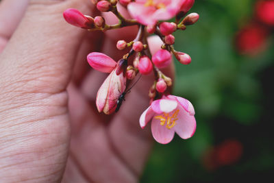 Close-up of hand holding pink flowering plant