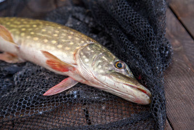 Close-up of fish