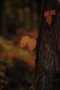 Close-up of autumnal leaves on tree trunk