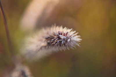 Close-up of dandelion flower