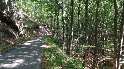 Road amidst trees in forest