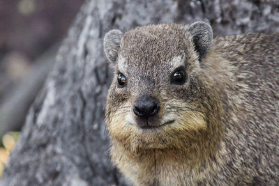Close-up portrait of lion