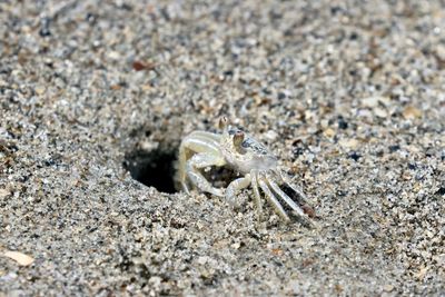 Close-up of crab on sand