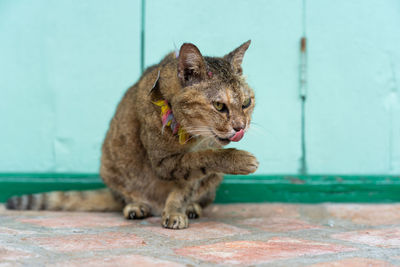 Cat looking away while sitting on wall