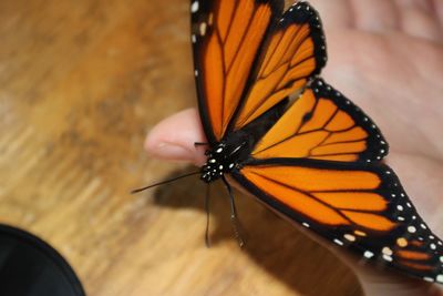 High angle view of butterfly on flower