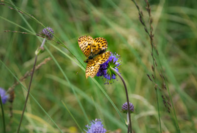 Close-up of butterfly pollinating on purple flower