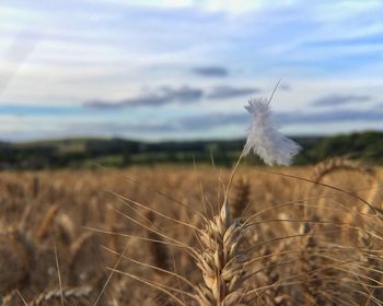 Close-up of feather on field against sky