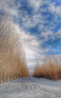 Trees against sky