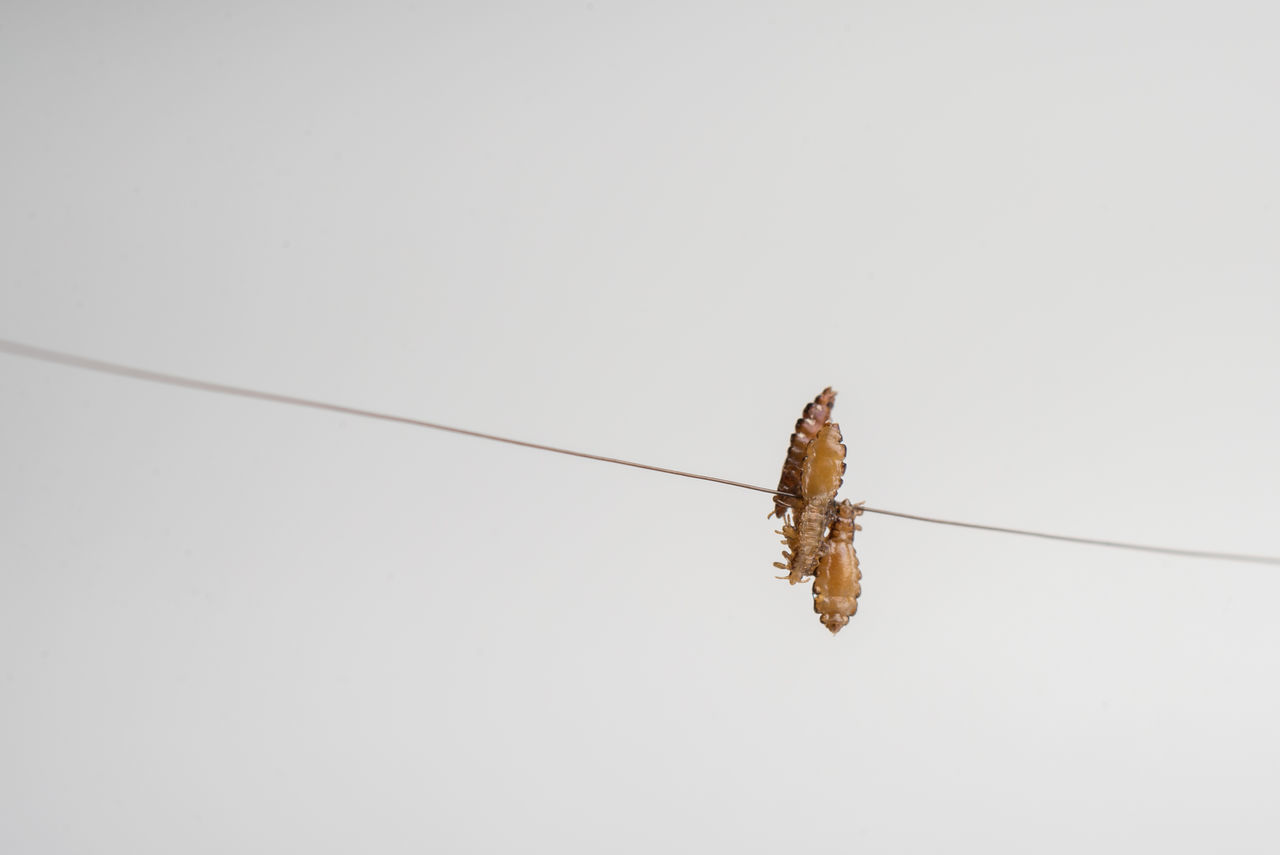 CLOSE-UP OF INSECT ON WHITE BACKGROUND