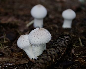 Close-up of mushroom growing in forest