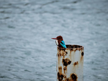 Close-up of bird perching on wood