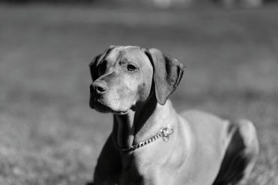 Vizsla sitting on field