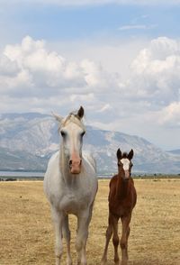 Horses standing on field