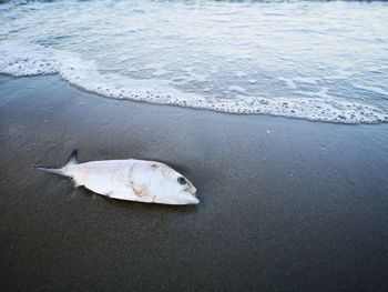 Dead fish on beach