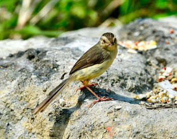 Close-up of bird perching on rock