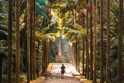 Rear view of man walking in forest along an alley