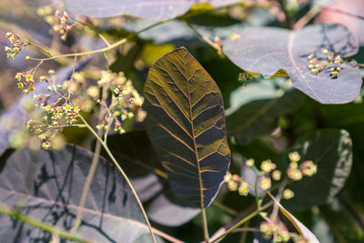 Close-up of autumnal leaves