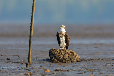 Close-up of a bird on rock