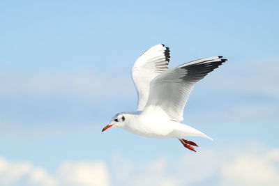 Low angle view of seagull flying against sky