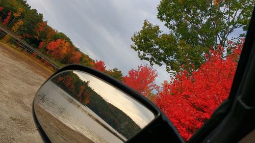 View of trees against sky