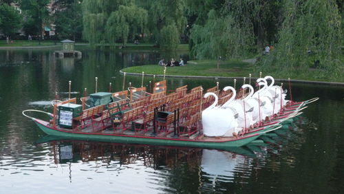 Swan in lake