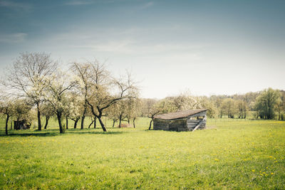 Trees on field against sky