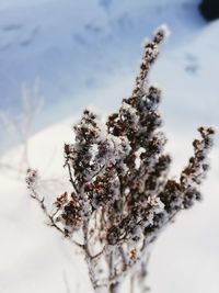 Close-up of snow on plant