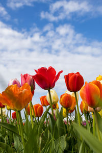 Close-up of yellow tulips