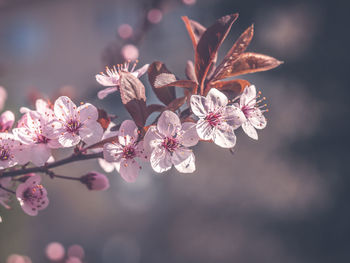 Close-up of pink cherry blossoms