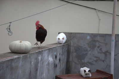 Birds perching on stone wall