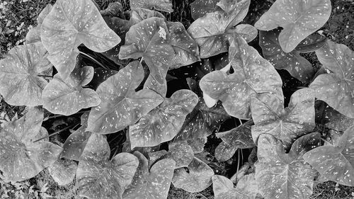 Full frame shot of wet plants