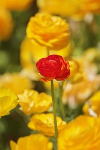 Close-up of red flowering plant