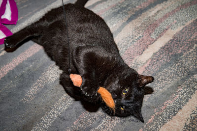 High angle portrait of black cat on street