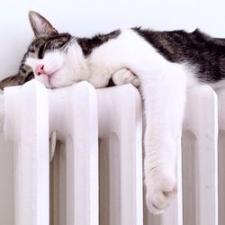 Cat resting on radiator