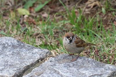 Close-up of bird perching on wood