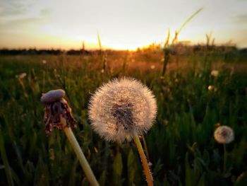 Close-up of dandelion on field