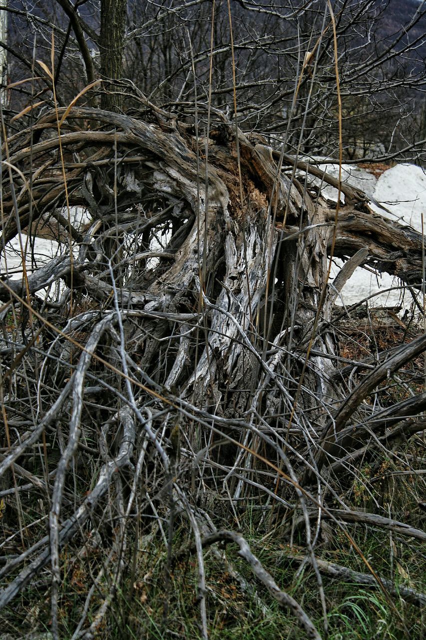 bare tree, snow, cold temperature, winter, tree, field, dry, branch, dead plant, nature, forest, tranquility, abandoned, wood - material, covering, damaged, day, outdoors, dried plant, no people