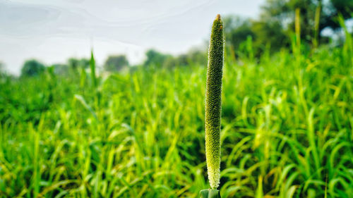 Close-up of crops growing on field