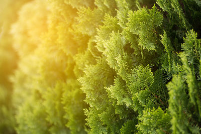 Full frame shot of fresh green plant