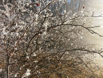 Low angle view of cherry blossom tree during winter