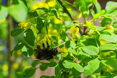 Close-up of bee pollinating on a plant