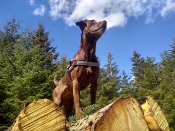 Low angle view of horse on tree against sky