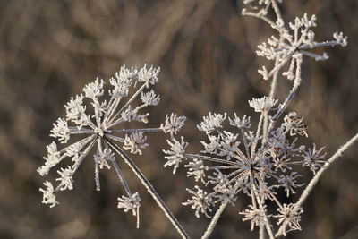 Close-up of frozen plant