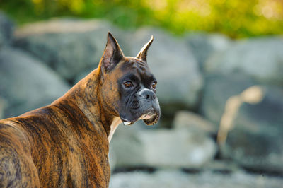 Close-up of dog looking away while standing against rock formation