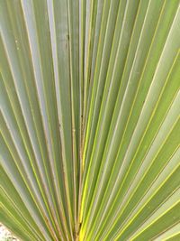 Full frame shot of leaf