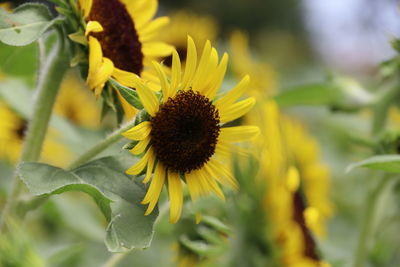 Close-up of sunflower