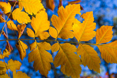 Autumn and fall yellow leave close-up, nature background, yellow color of ash-tree leave
